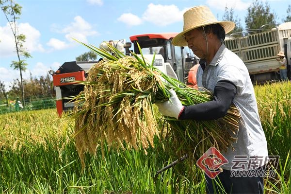 云南杞麓湖畔千亩连片水稻开镰收割迎丰收