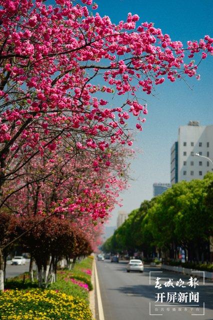 美图预警!昆明这条樱花大道,你打卡了吗?