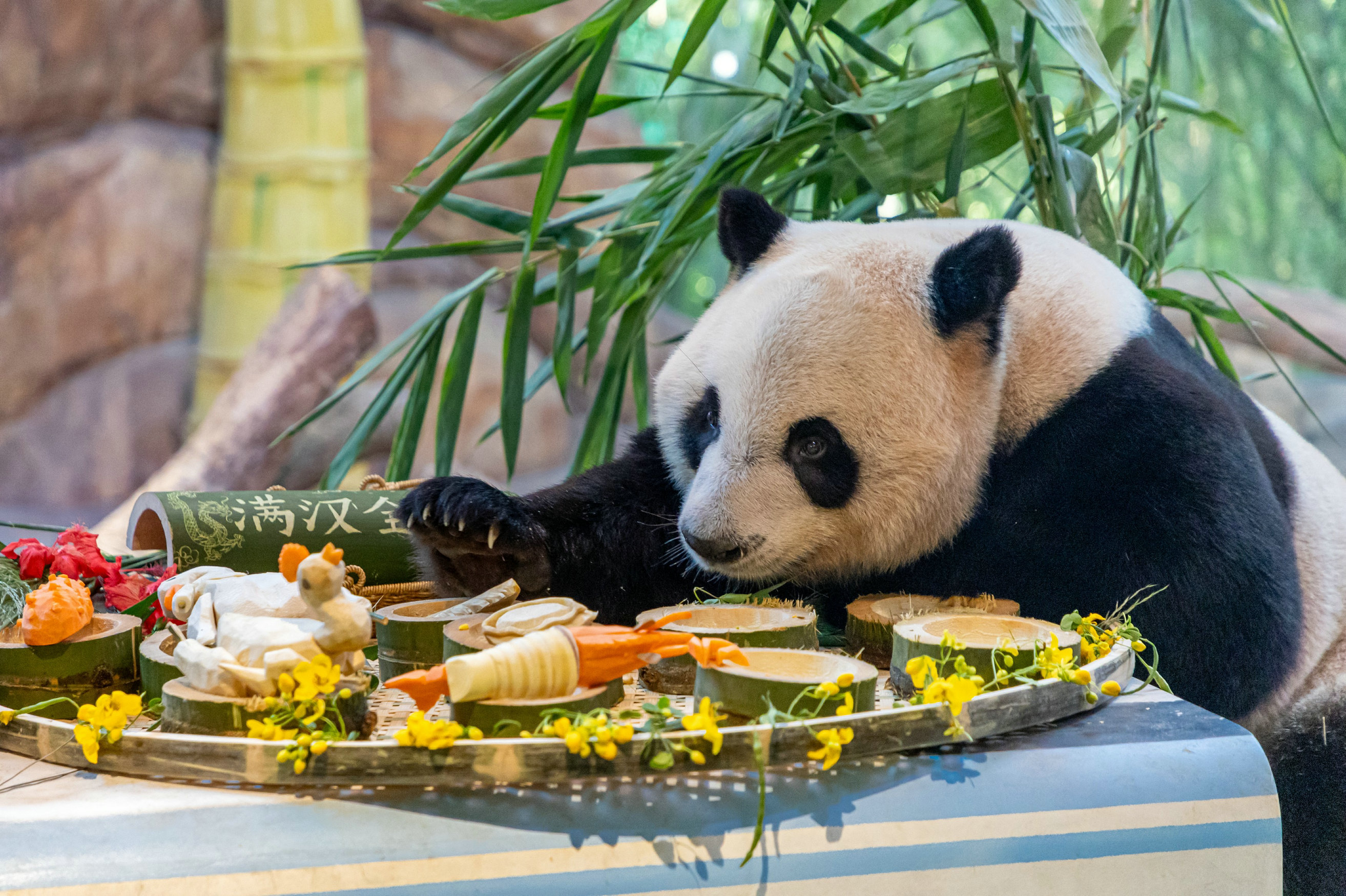 国际熊猫日,大批市民游客现场看大熊猫"吃播"