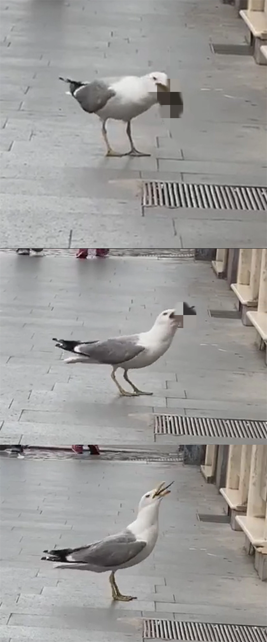 海鸥当街吞食老鼠 恶心画面令路人震惊