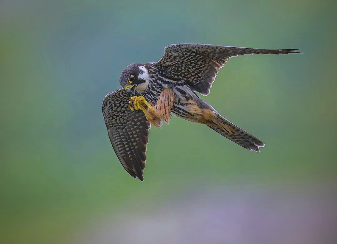 揭秘十大飞得最快的鸟类,领略自然极限之美