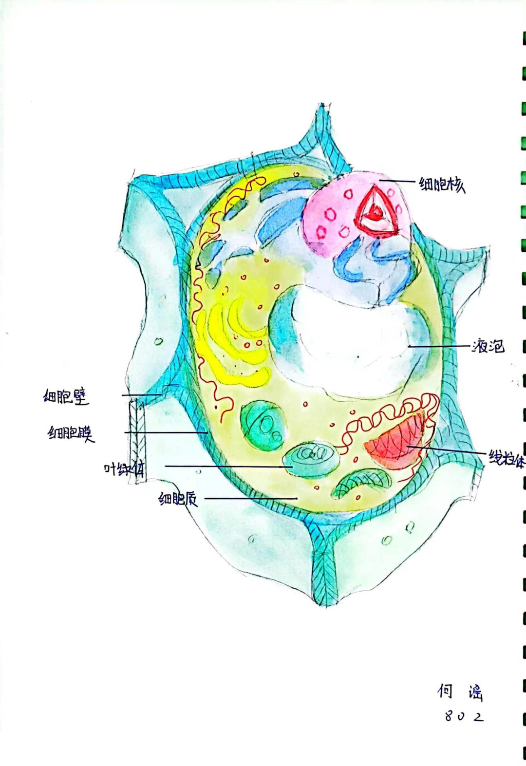 —八年级生物绘图比赛作品欣赏
