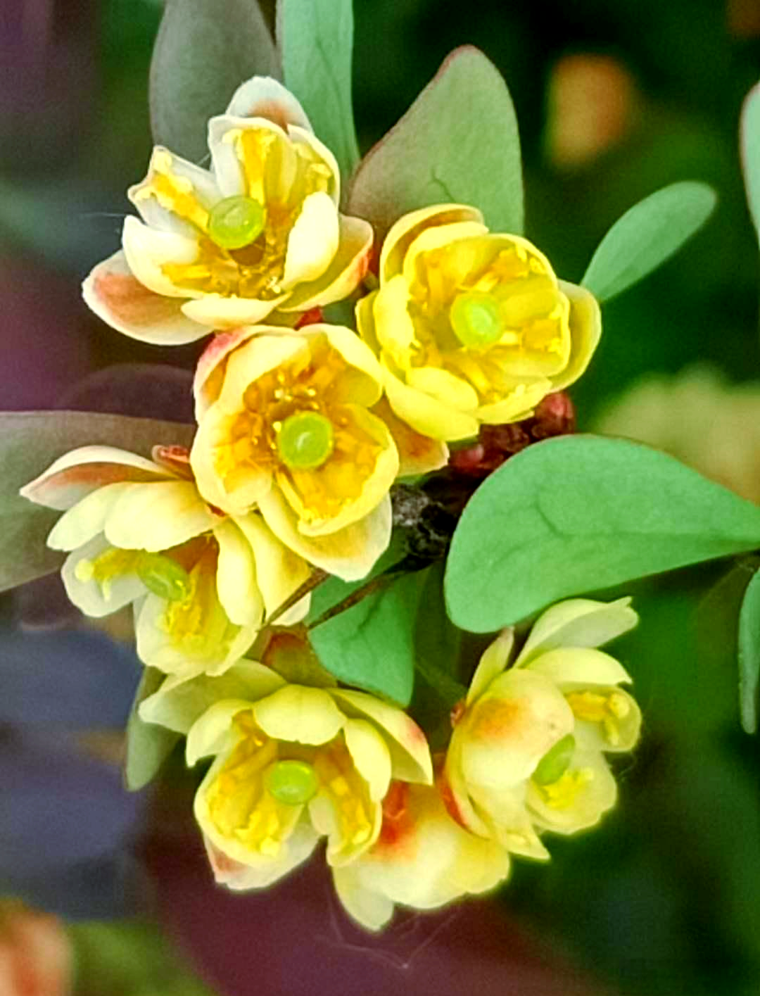 紫叶小檗的花期之谜:为何它的花香如此特别