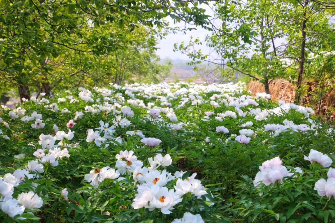 迁西花乡果巷旅游景区图片