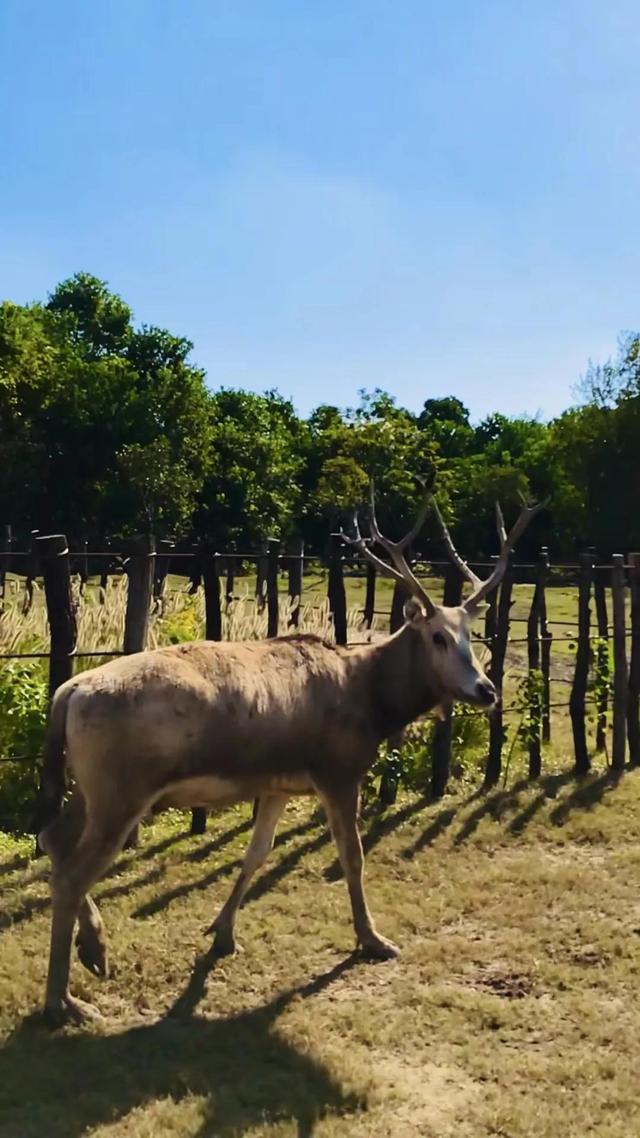 江苏盐城大丰中华麋鹿园是世界更大野生麋鹿保护区,五a级景区