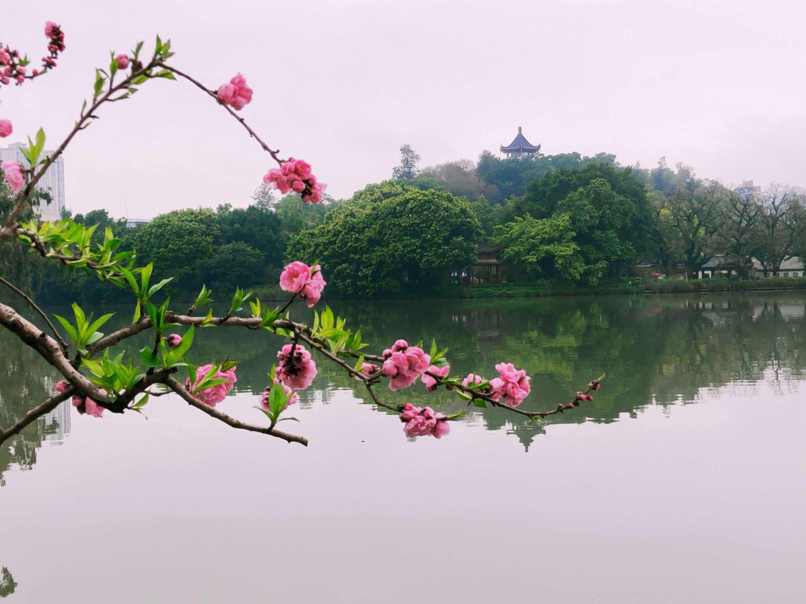 天台后岸十里桃花图片