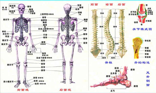 人体有365块骨头图片