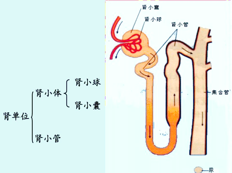 肾小管与集合管:尿液生成的关键所在