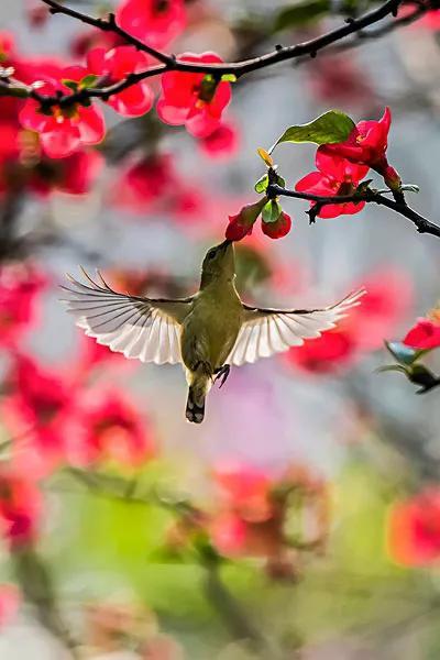 海棠花壁纸,海棠花繁茂华丽,色彩鲜艳