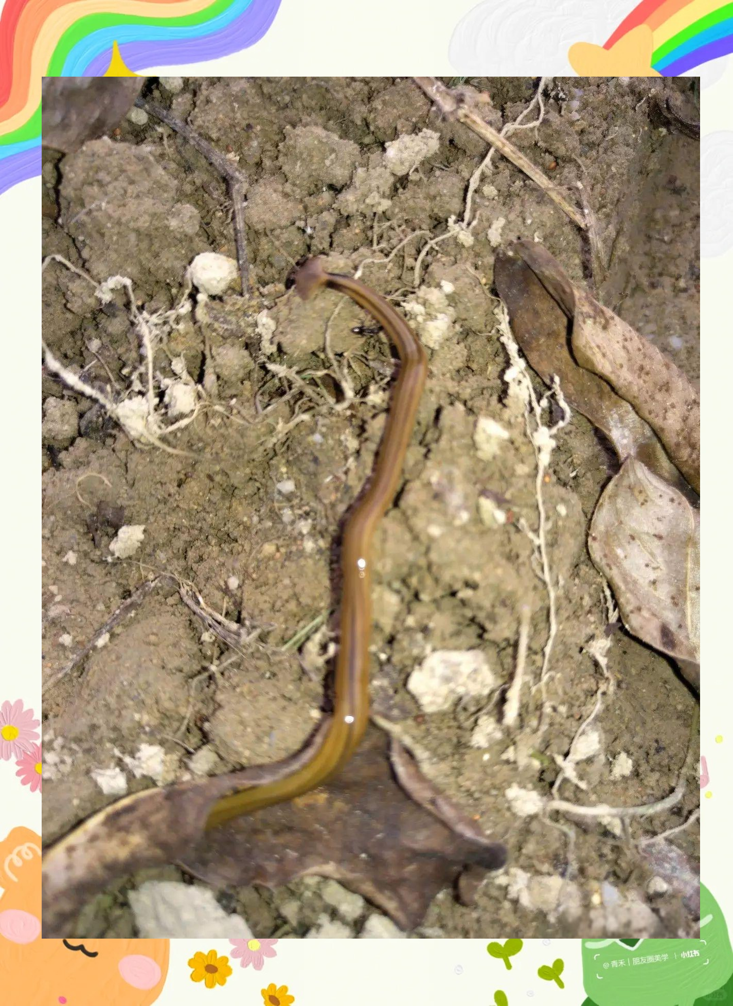揭秘神秘动物笄蛭涡虫:独特生物特征揭秘