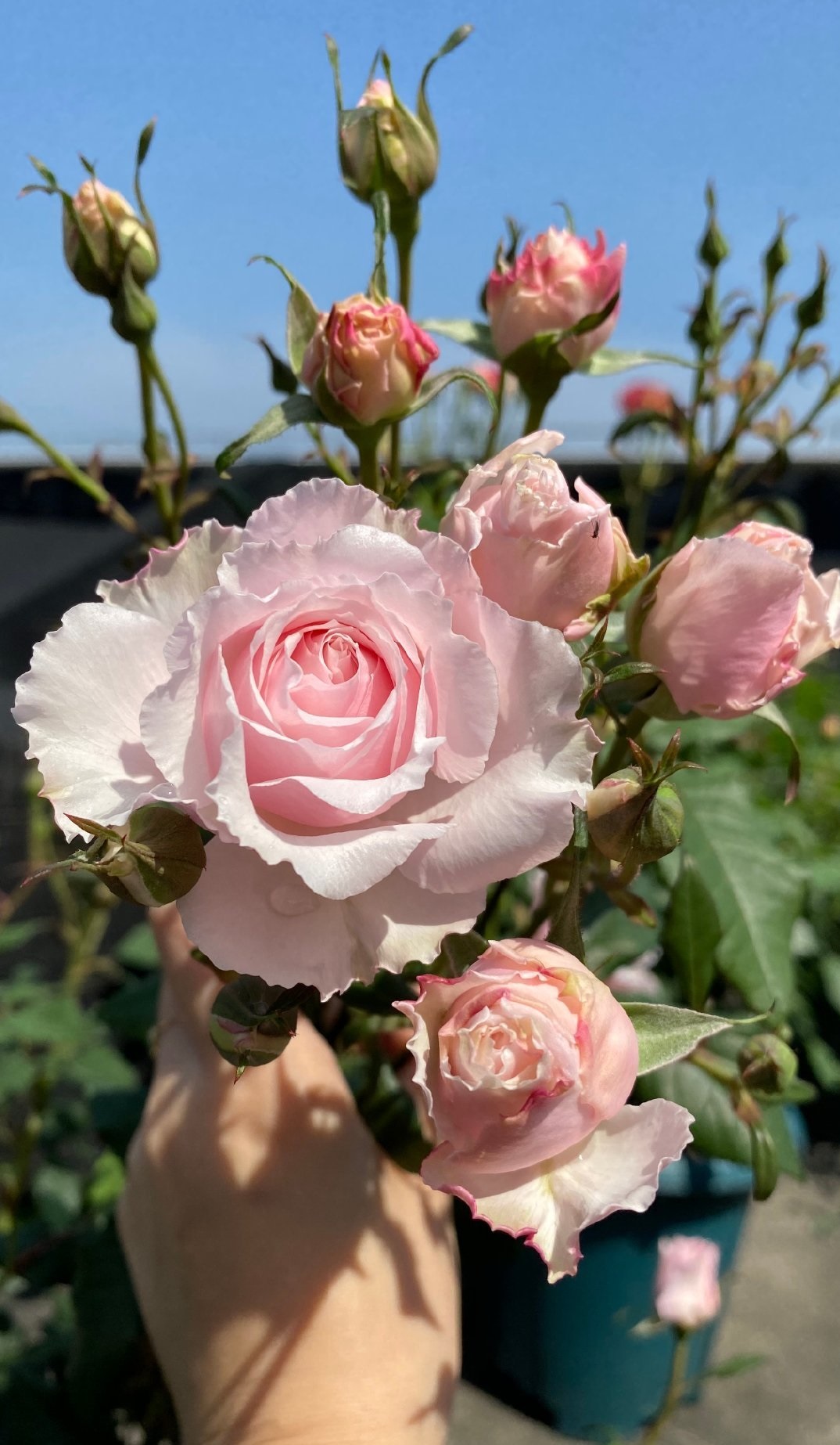 美咲抚子本身就是丰花勤花月季,要想让它实现四季花开,且花量丰沛,并