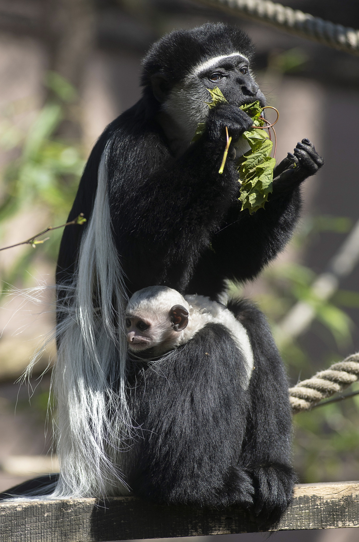 (7)东非黑白疣猴