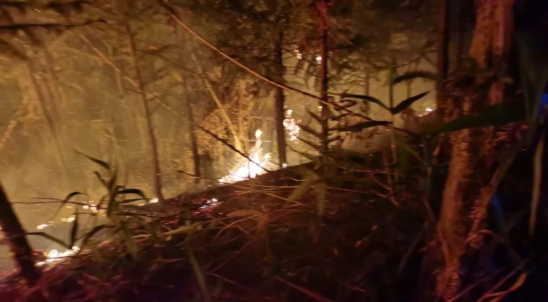 因为焚烧地里收割后留下的麦根,因风势较大将火吹向树林引发山林火灾