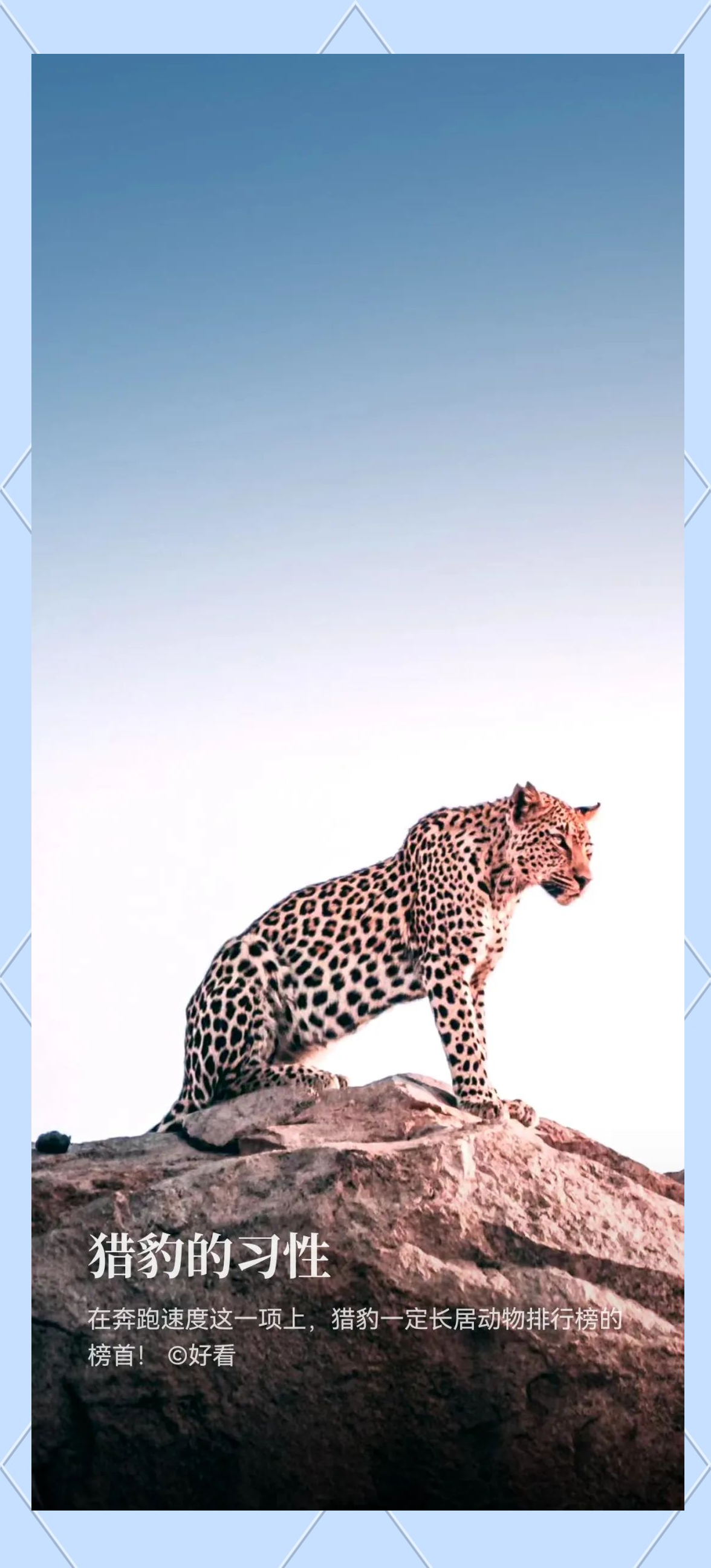 猎豹的多样习性:探索其独特的生活方式与特征