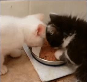 猫粮狗粮都是粮 但是不能交换吃 太阳信息网