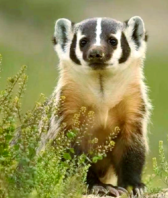 探索美洲獾:揭秘独特物种的生存之道