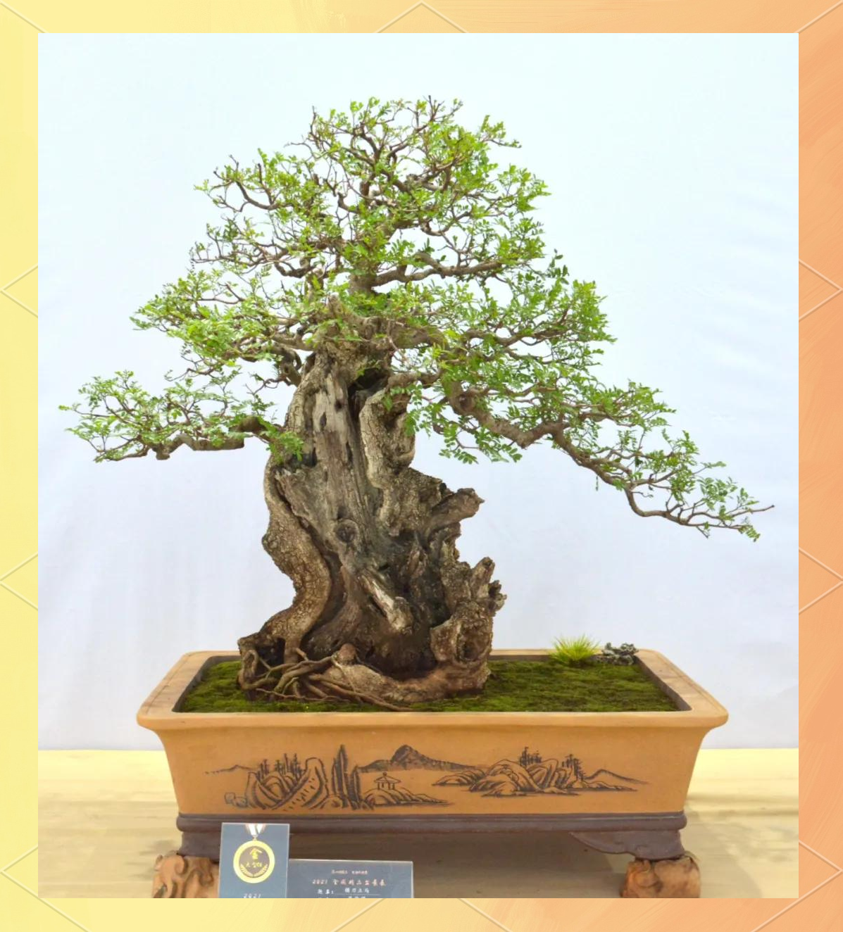 包含适合45至55岁创业项目香味植物盆景店的词条