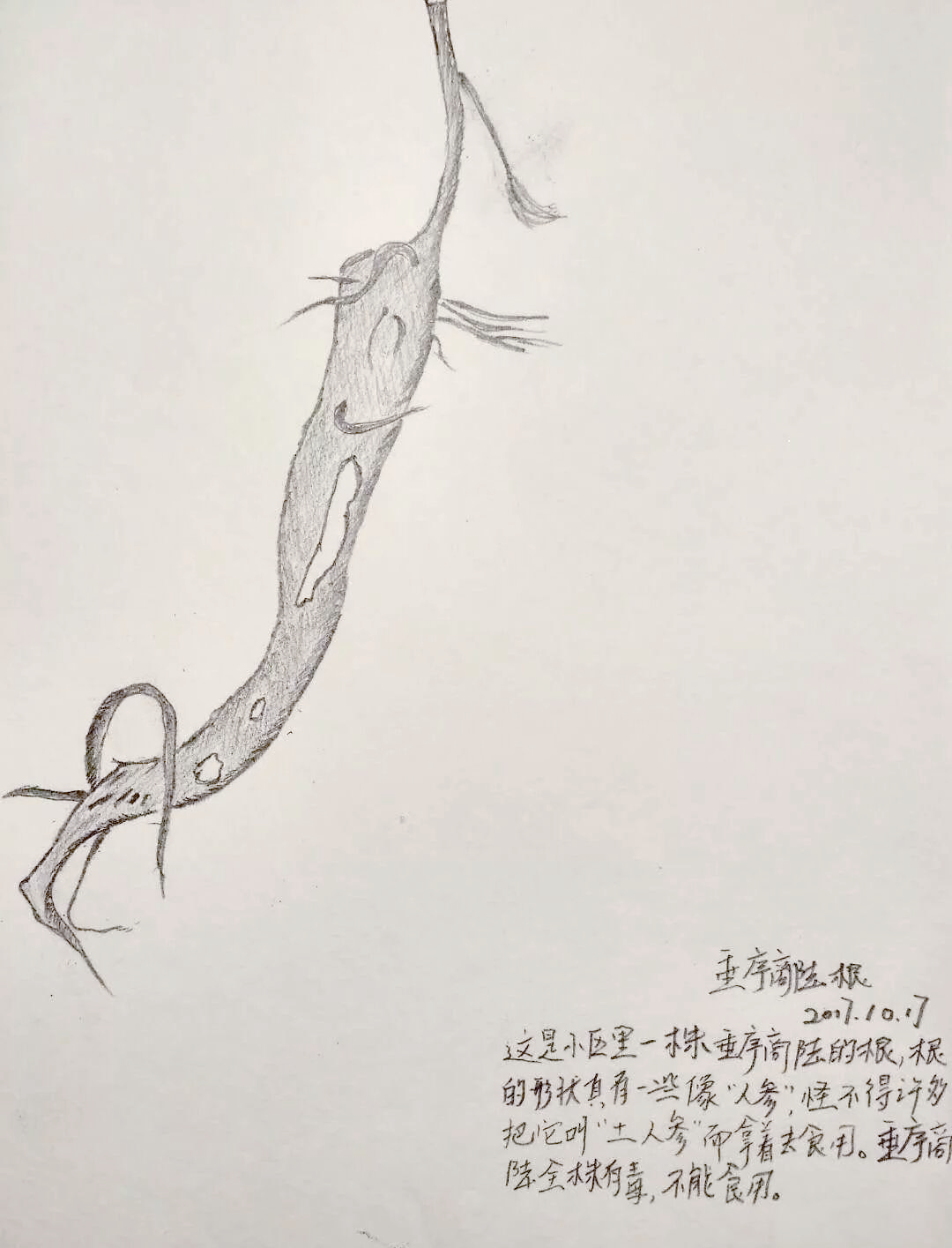 垂序商陆:从"土人参"的误解到毒物真相