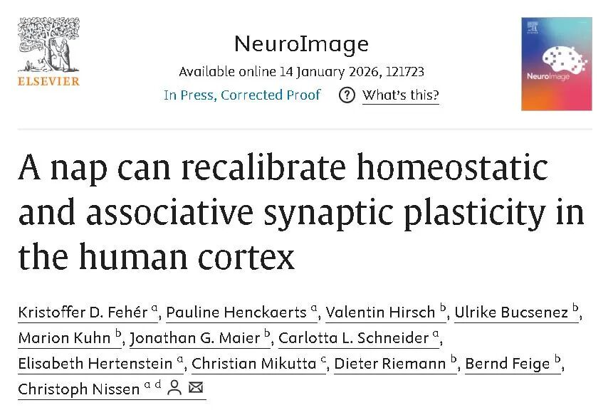 你午睡了吗,坚持午睡与不午睡的人正在悄悄拉开“大脑年龄差”-界网