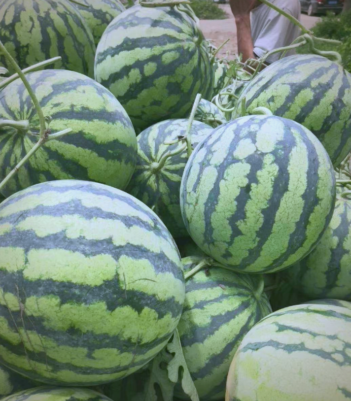 美都西瓜:一种甜美多汁的鲜食中熟杂交品种