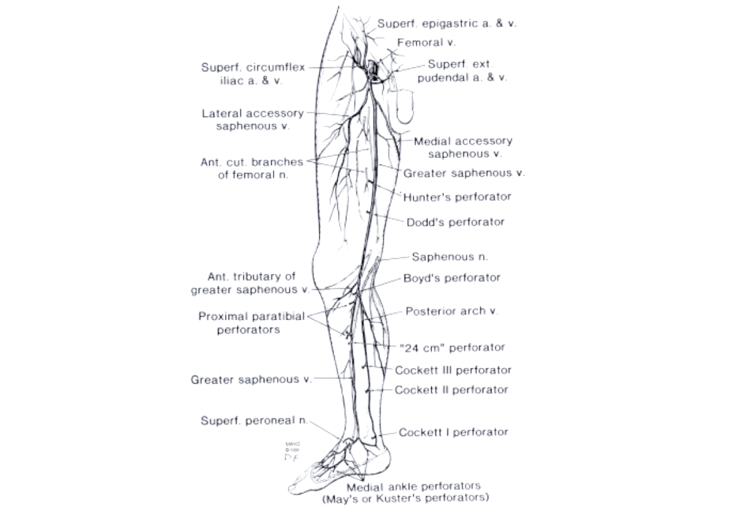 胫旁穿支静脉在下肢静脉系统中的作用与临床意义