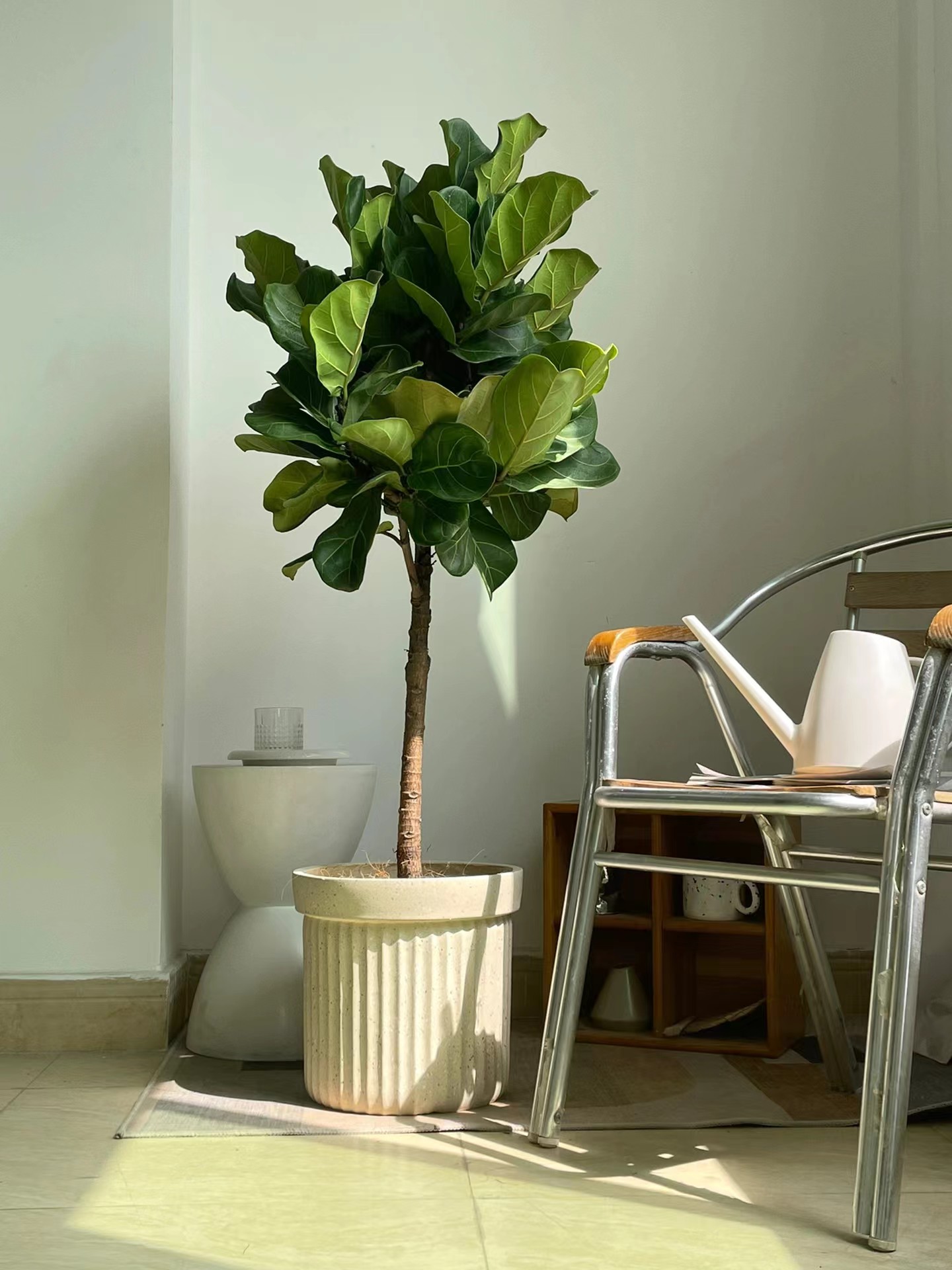 原来琴叶榕这样养,长知识了