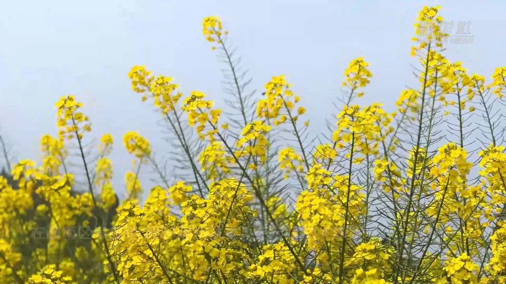 潼南油菜花高清图片图片