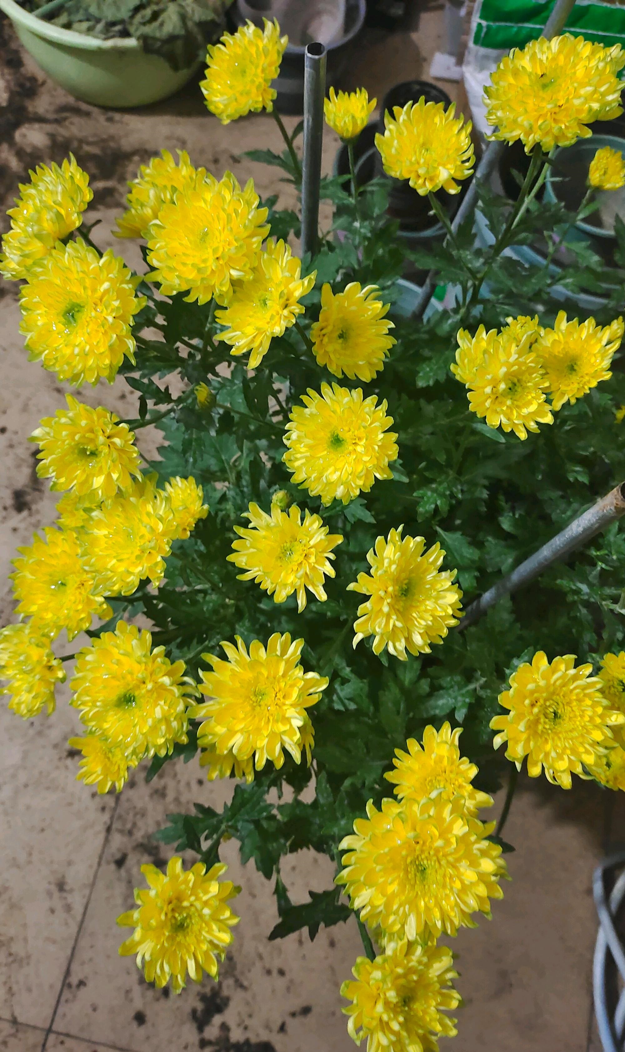 养花圈的盆栽"新宠"—天赞菊,自带仙气,颜值高还爱开花