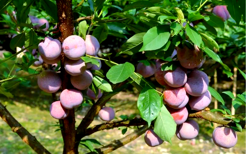 武平芙蓉李分级标准详解,提升品质从果型开始