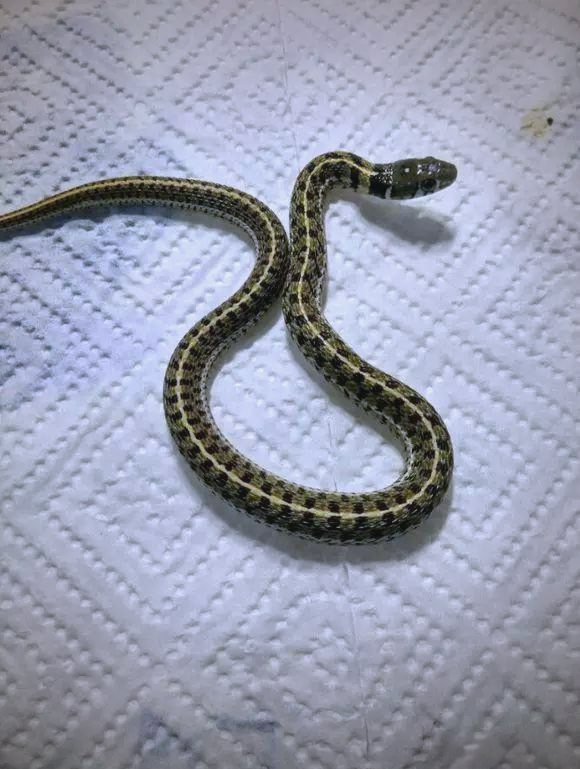 格子蛇:新手养蛇的绝佳选择