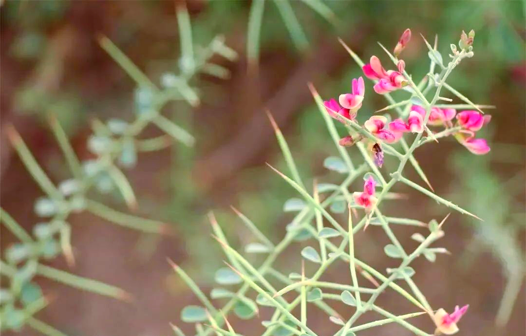 骆驼刺花的药用价值(骆驼刺花有什么营养) 骆驼刺花的药用价值(骆驼刺花有什么营养)