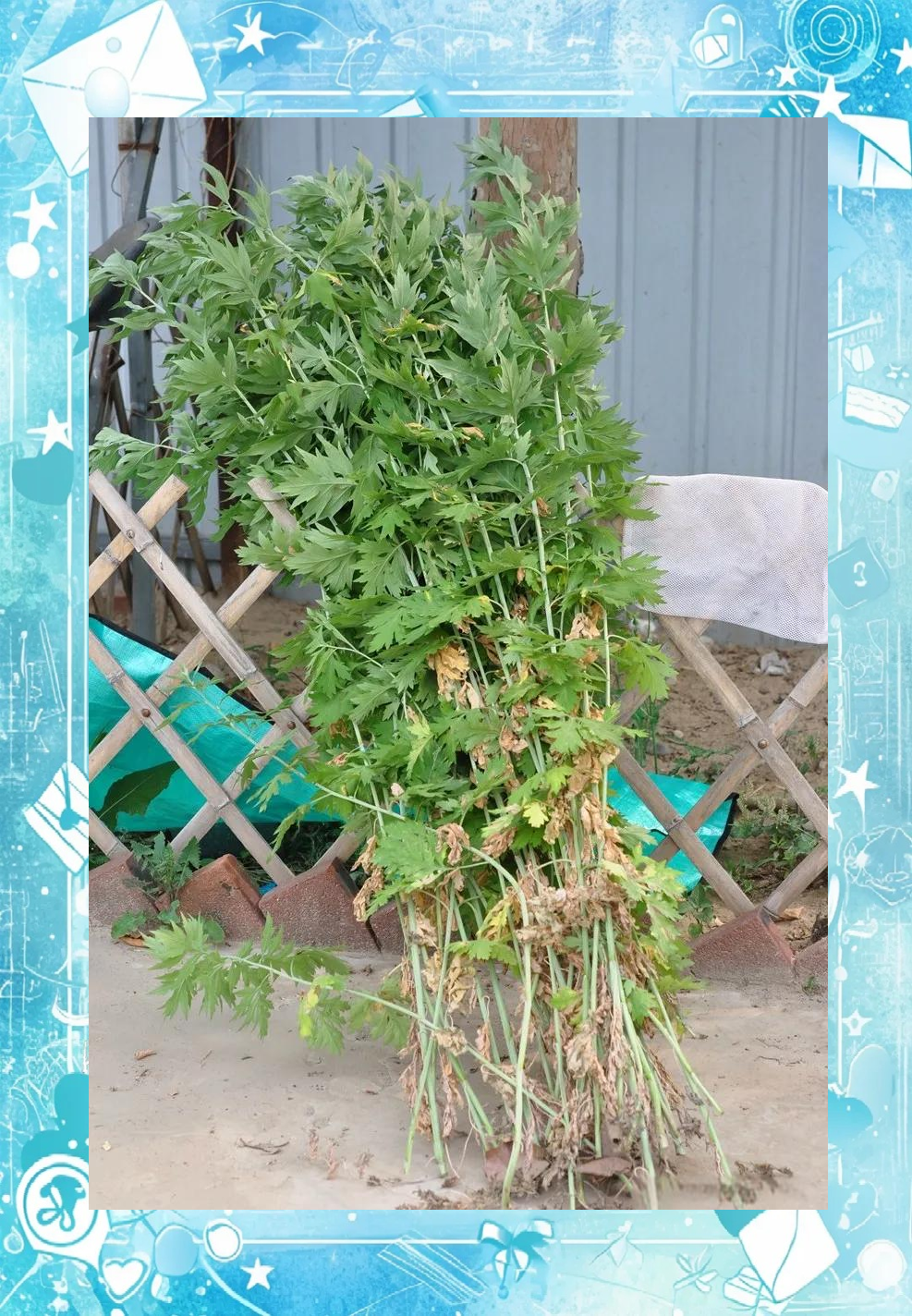 在村里发现的多种蒿类植物