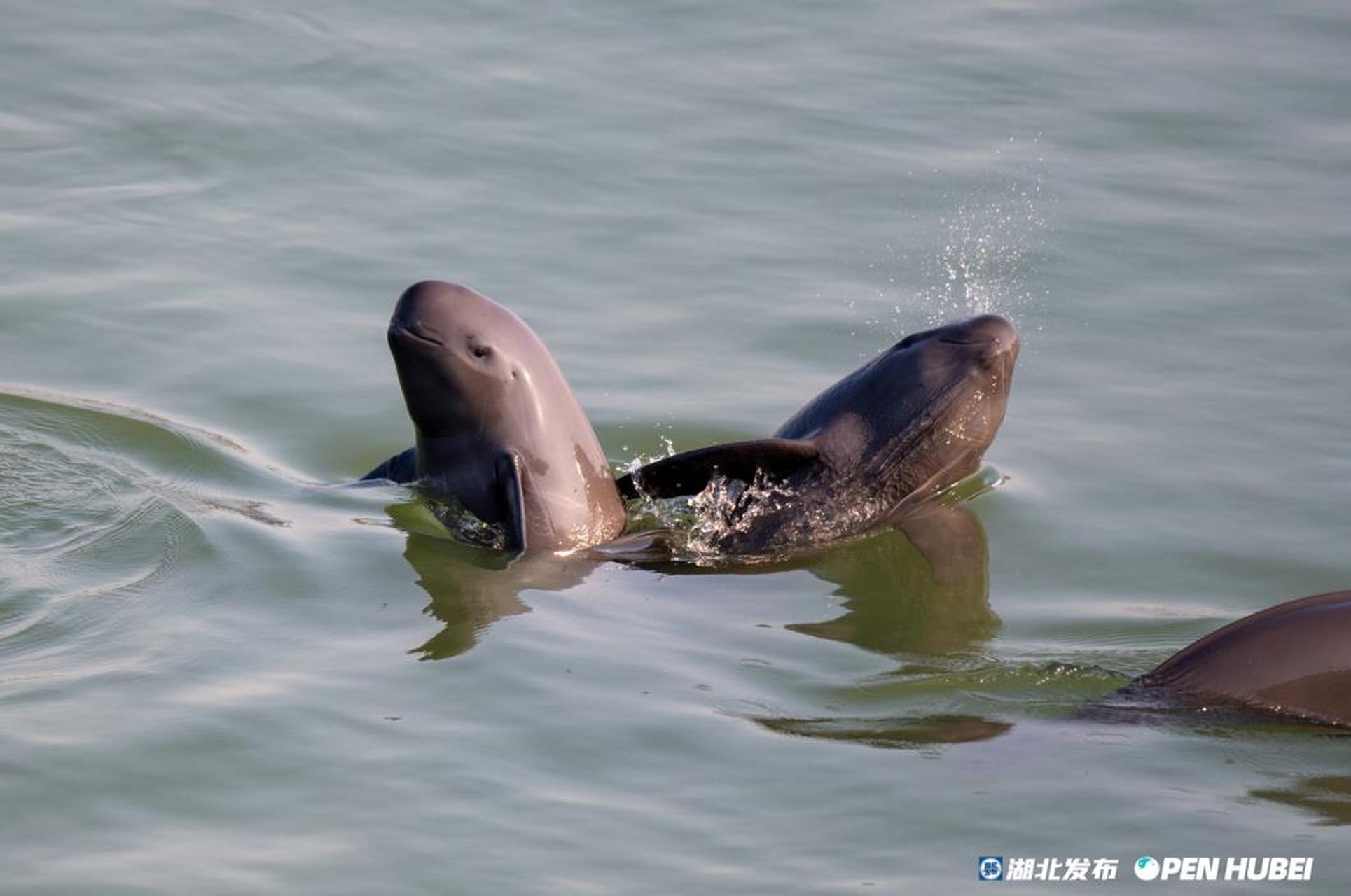 10月17日下午 长江江豚摄影师杨河 在宜昌城区葛洲坝以下江段 拍摄到