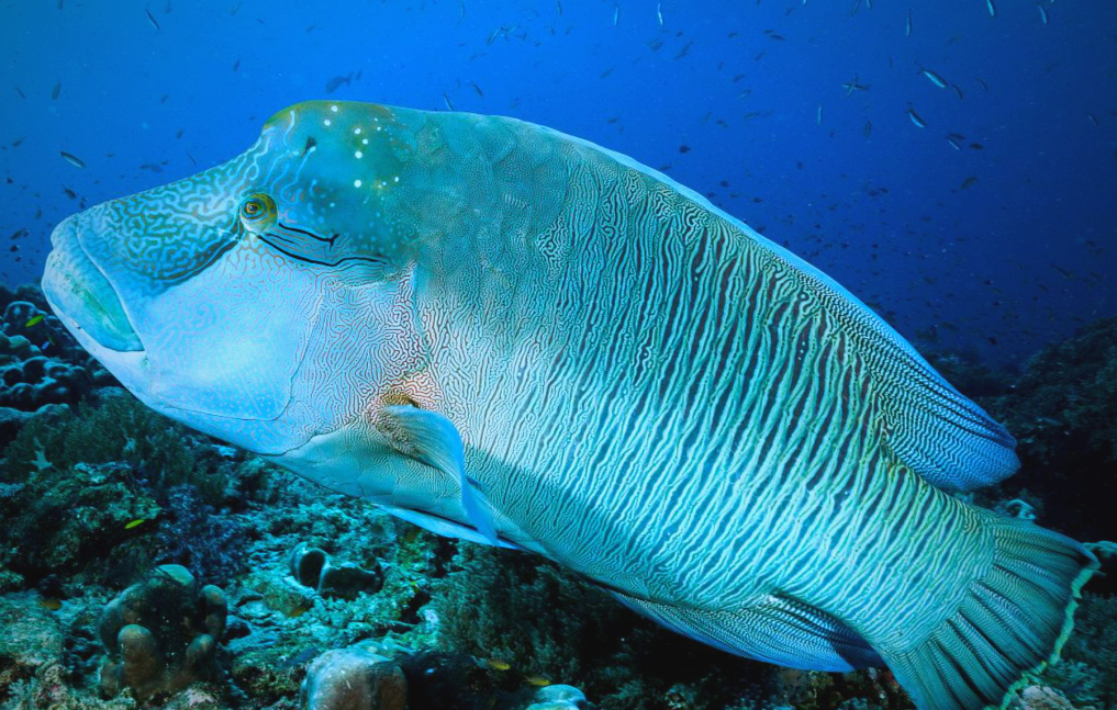 苏眉鱼在2004年《世界自然保护联盟红皮书》中已被列为濒危物种,彰显