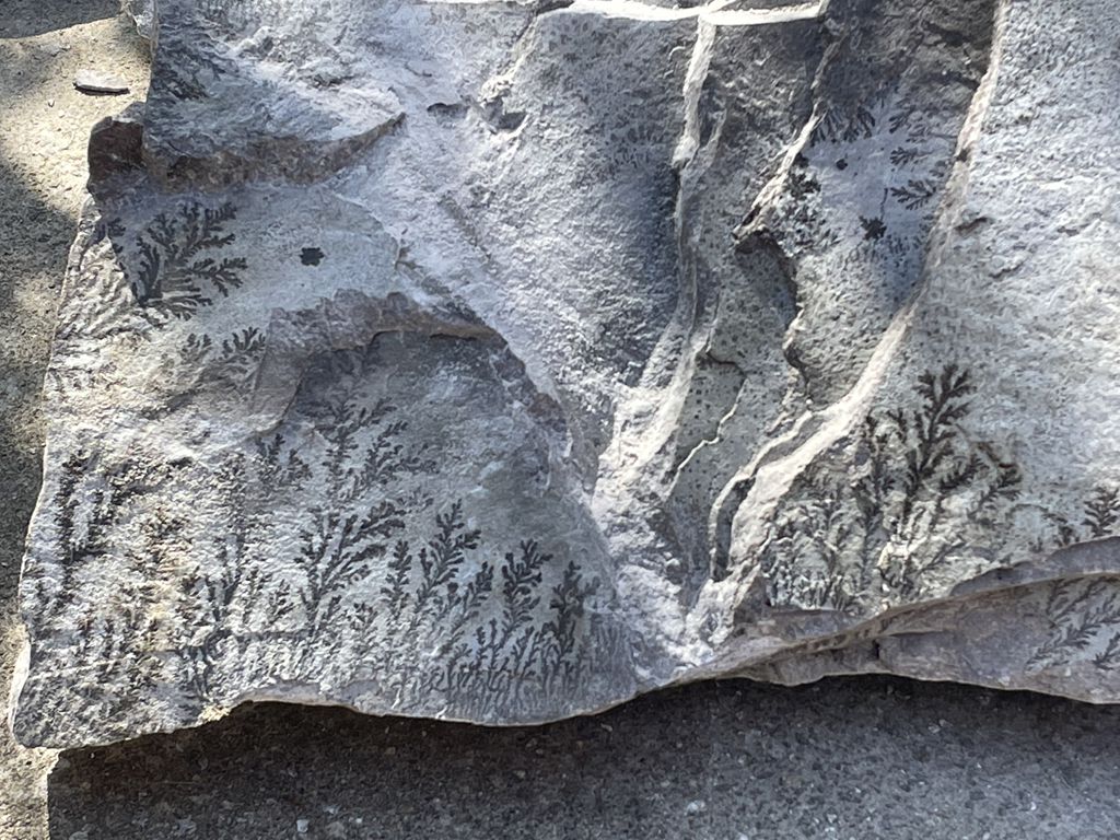 柳坪出现神秘"树枝石",真心漂亮