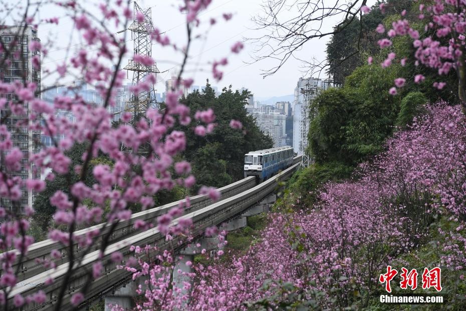 重庆春意盎然梅花盛开 列车穿行花海成美景