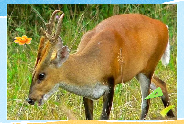 广西男子偶遇可爱动物幼崽,误以为小鹿,实为黄猄,属保护动物