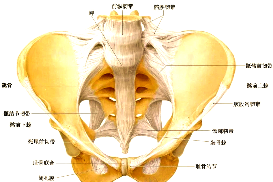 骶髂关节:腰痛背后的常见原因及详细解剖结构解析