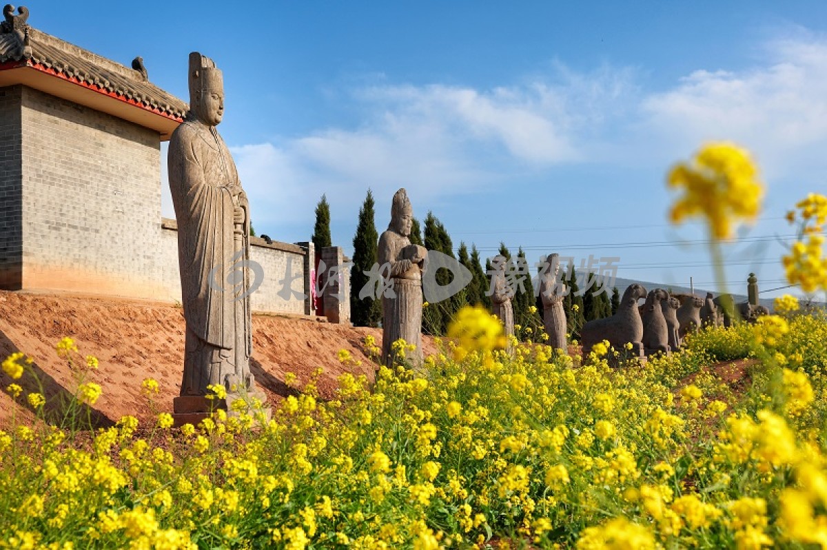 图集丨巩义北宋皇陵保护区内油菜花绽放,吸引市民观赏