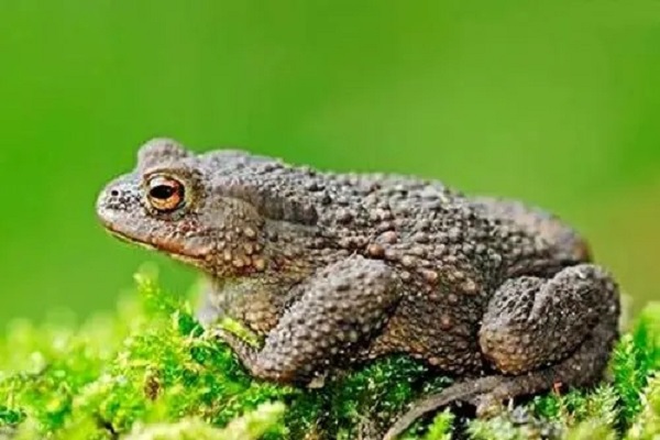 赖哈蟆又叫蟾蜍吗