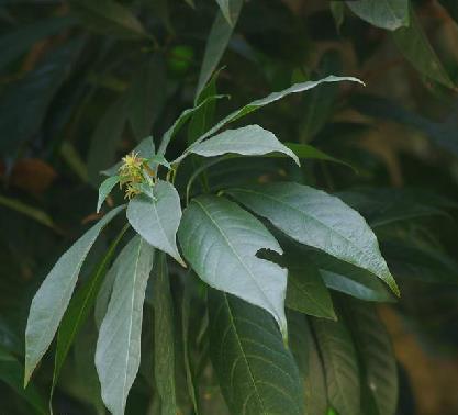 没有破茧的蝴蝶——蝴蝶果