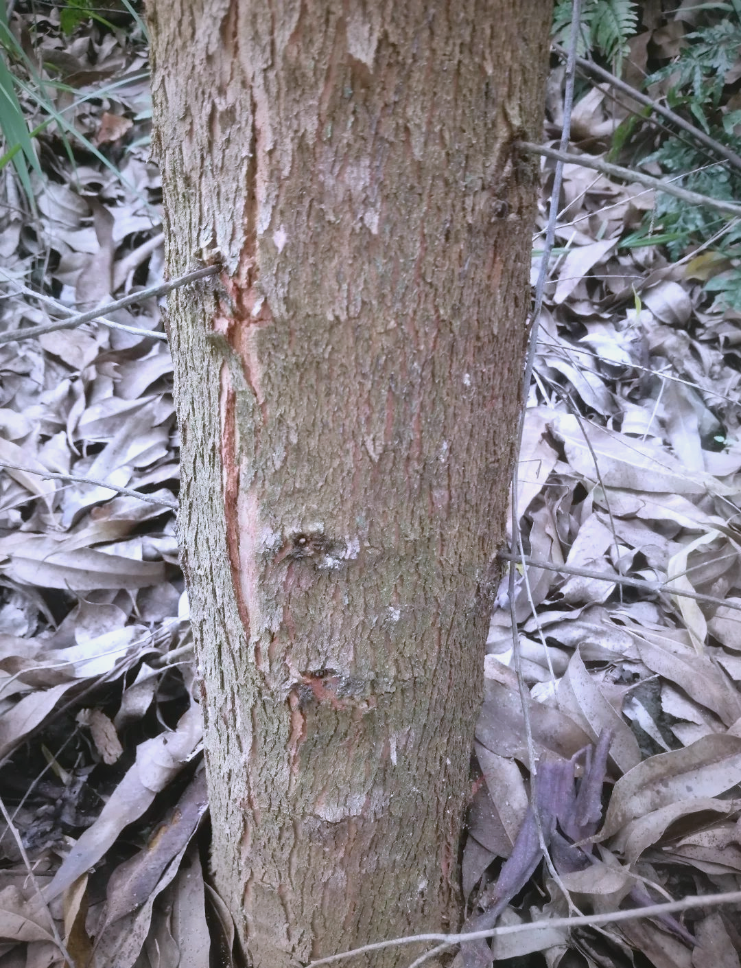 警惕多种蠹虫危害,保护森林资源!