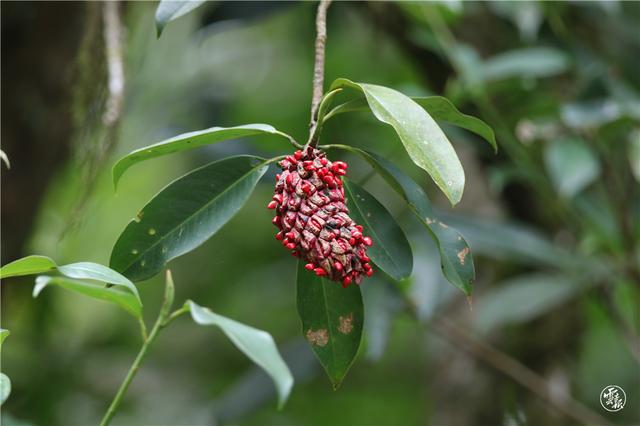 元阳观音山省级自然保护区:珍惜动植物的和谐美丽家园