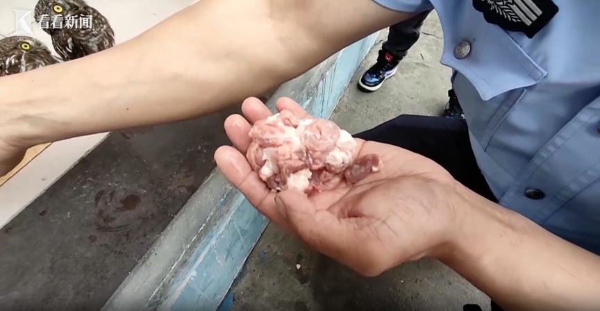 "干饭猫头鹰"幼崽 每顿竟要吃一斤肉