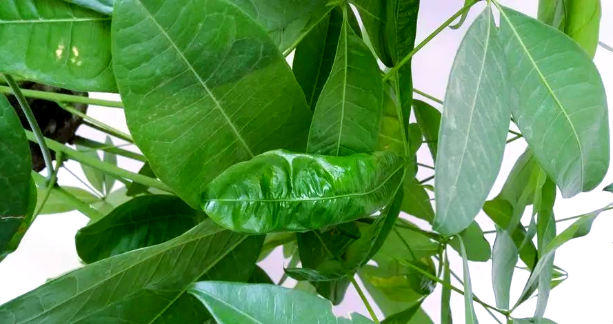 发财树新叶卷曲的原因及应对策略