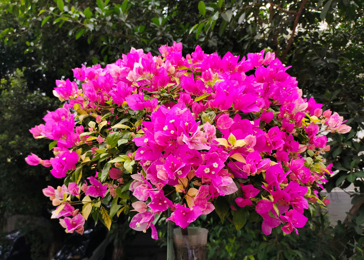 阳台养三角梅,就选"斑红樱",颜值高,花期长,养护也不难