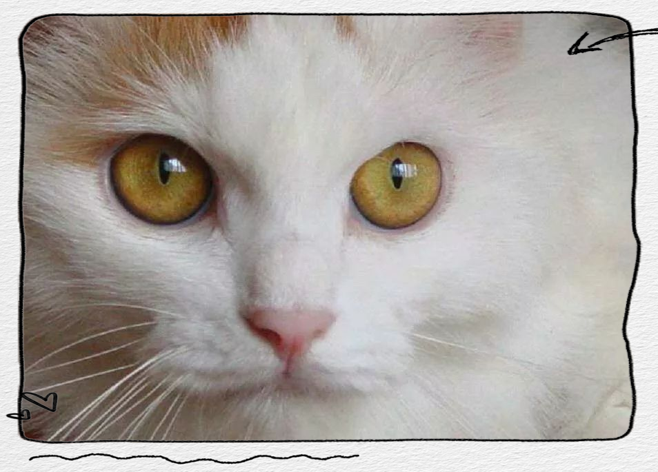 探索土耳其梵猫:一种历史悠久的名贵宠物猫品种