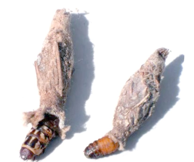 "吊死鬼"这种令人不适的虫子,竟然也会结茧