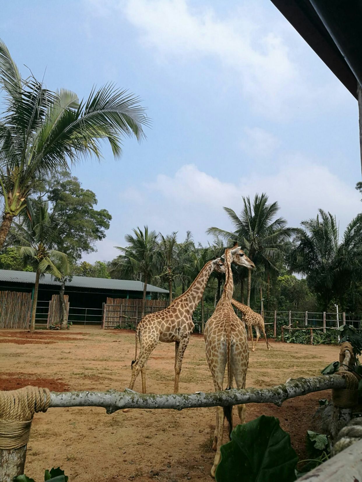 海南熱帶野生動物園好不好玩?需要注意哪些?看去過的人怎麼說?