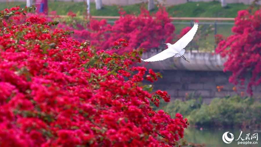 厦门市树 市花图片